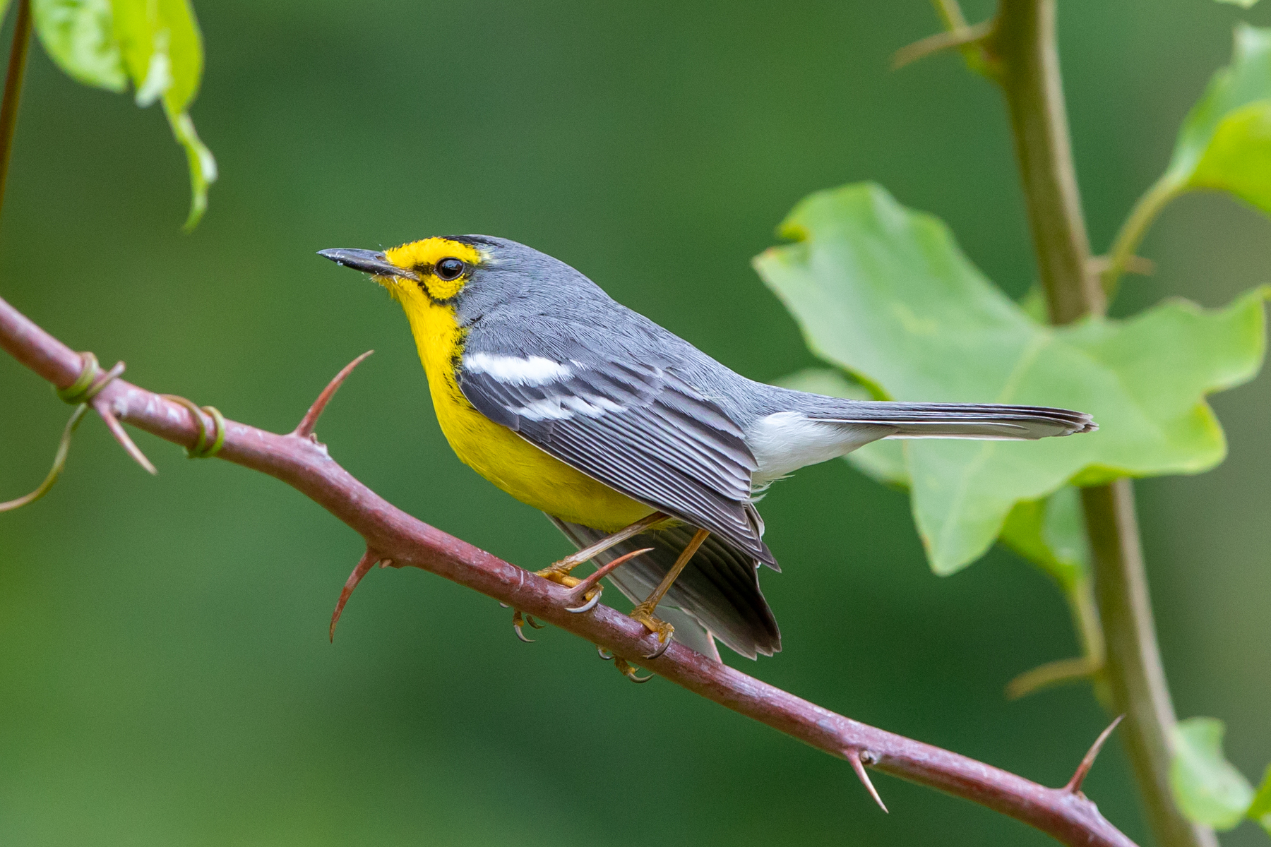 St Lucia Warbler