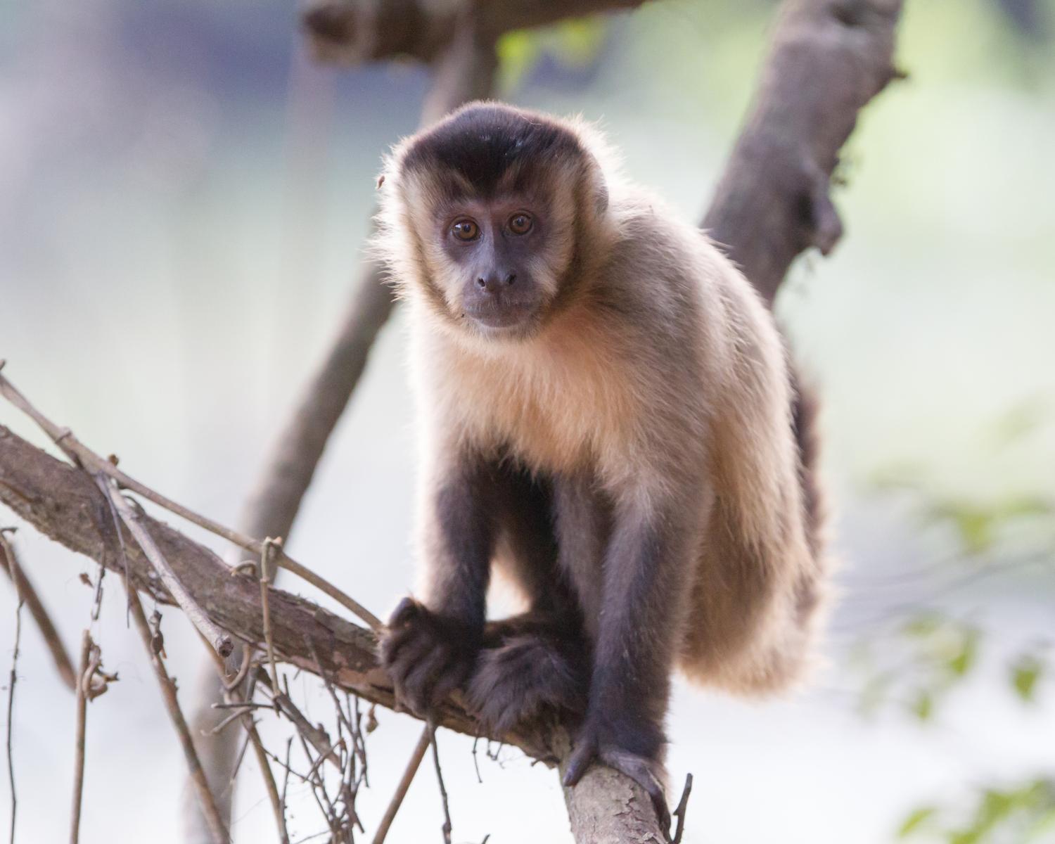 Brown Capuchin