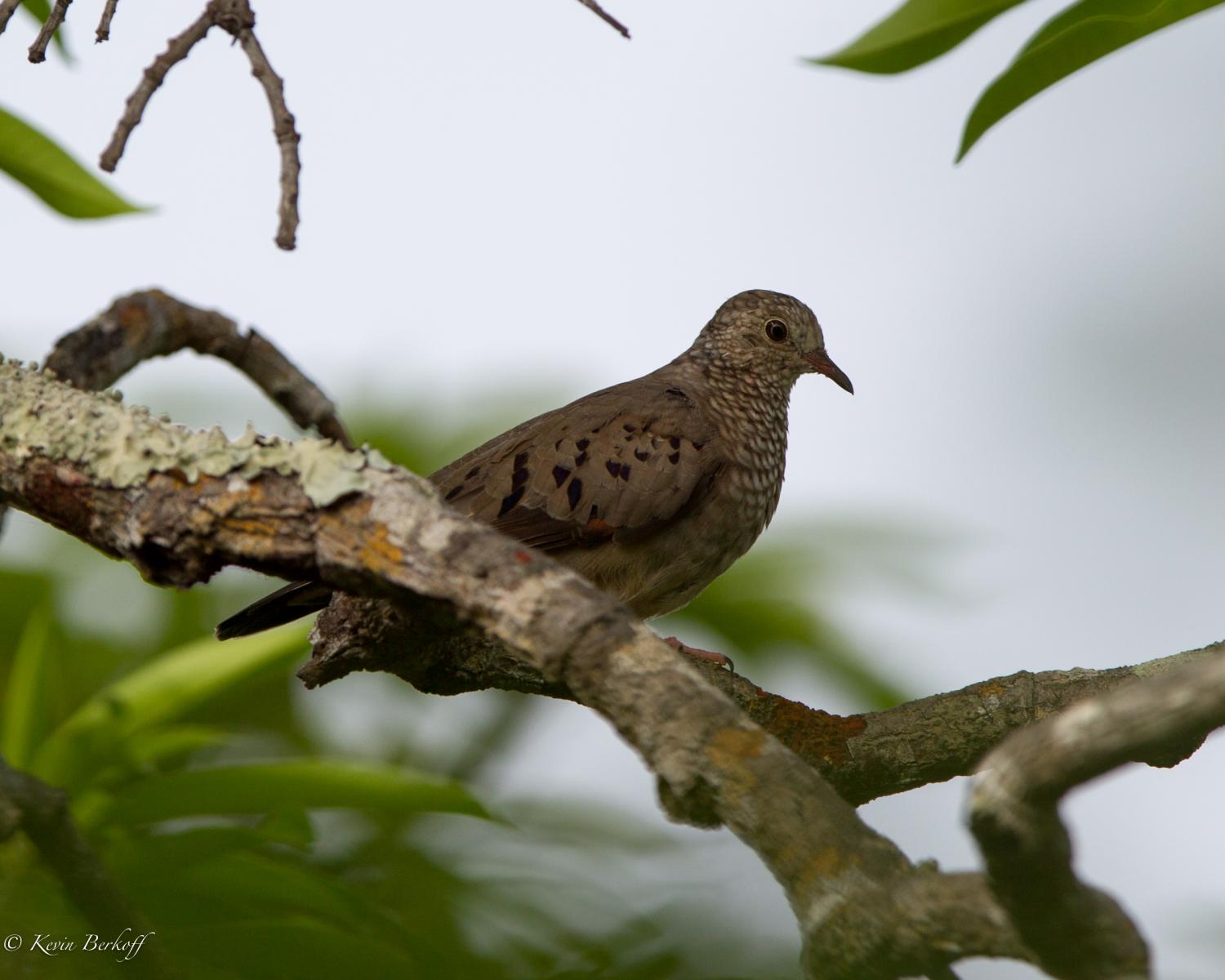 Common Ground Dove