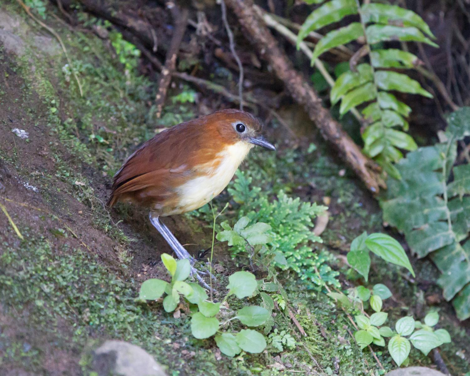 Yellow-breasted Antpitta