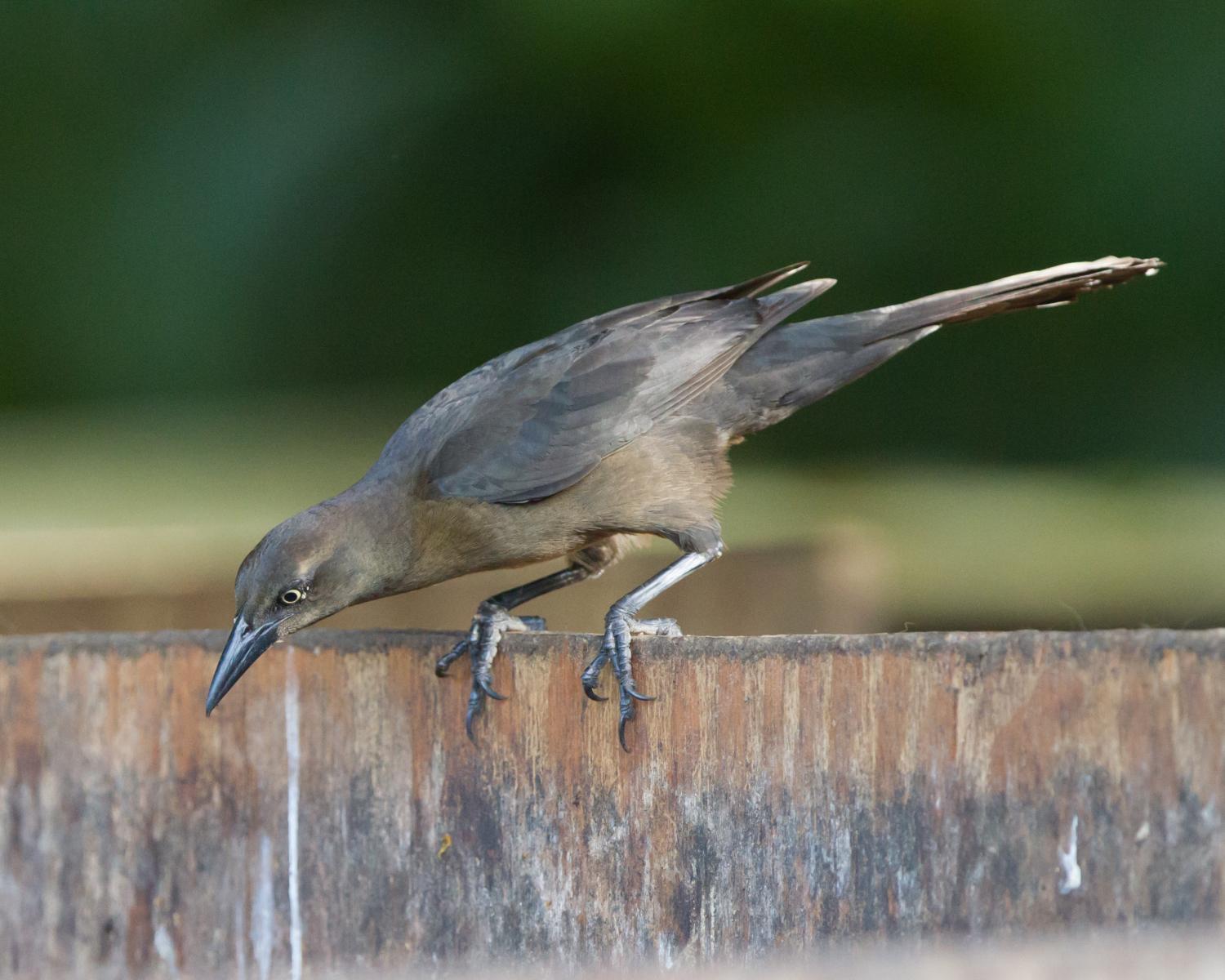 Great-tailed Grackle