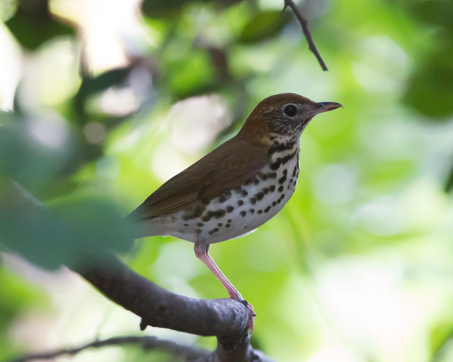 Wood Thrush