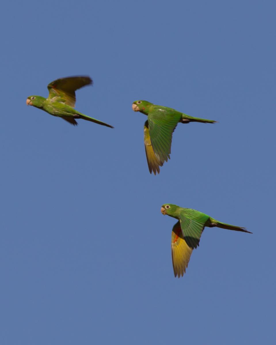 White-eyed Parakeets