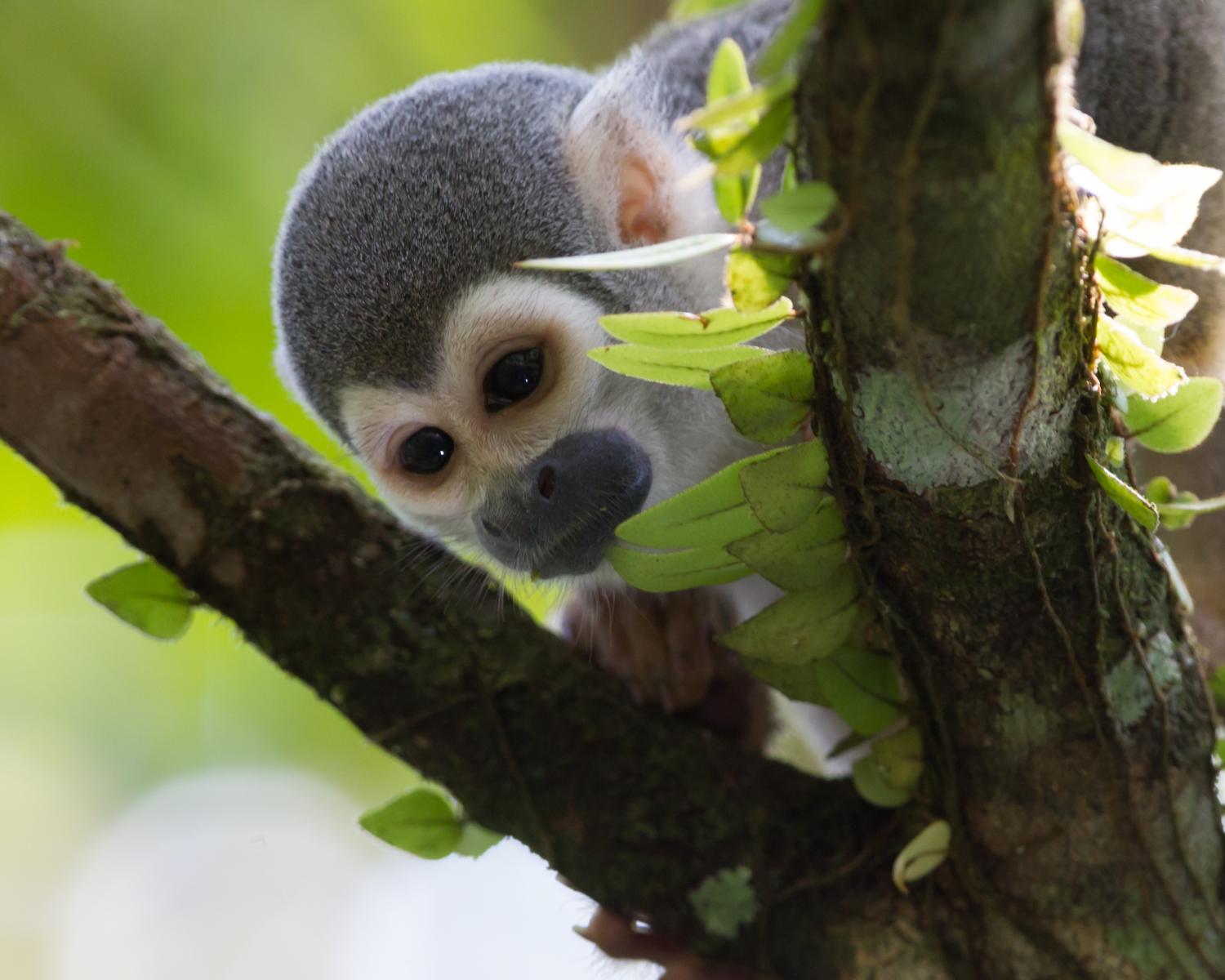 Squirrel Monkey