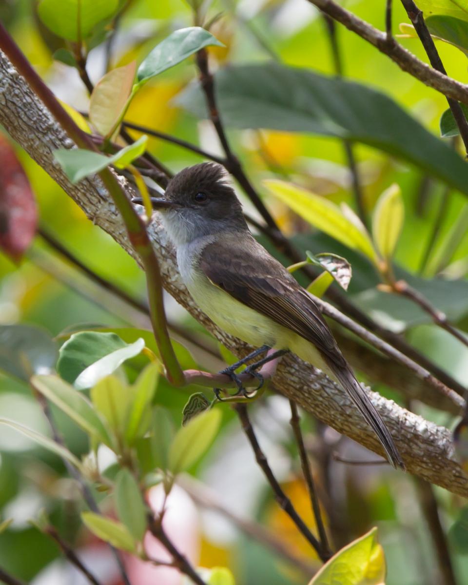 Dusky-capped Flycatcher