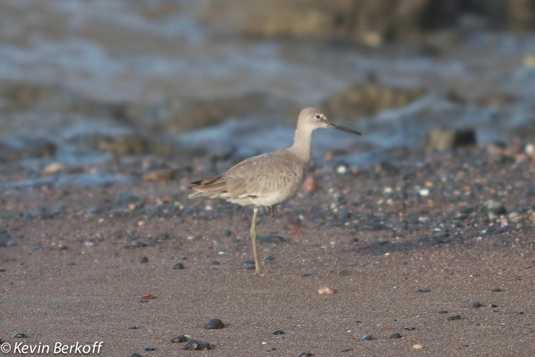 Willet