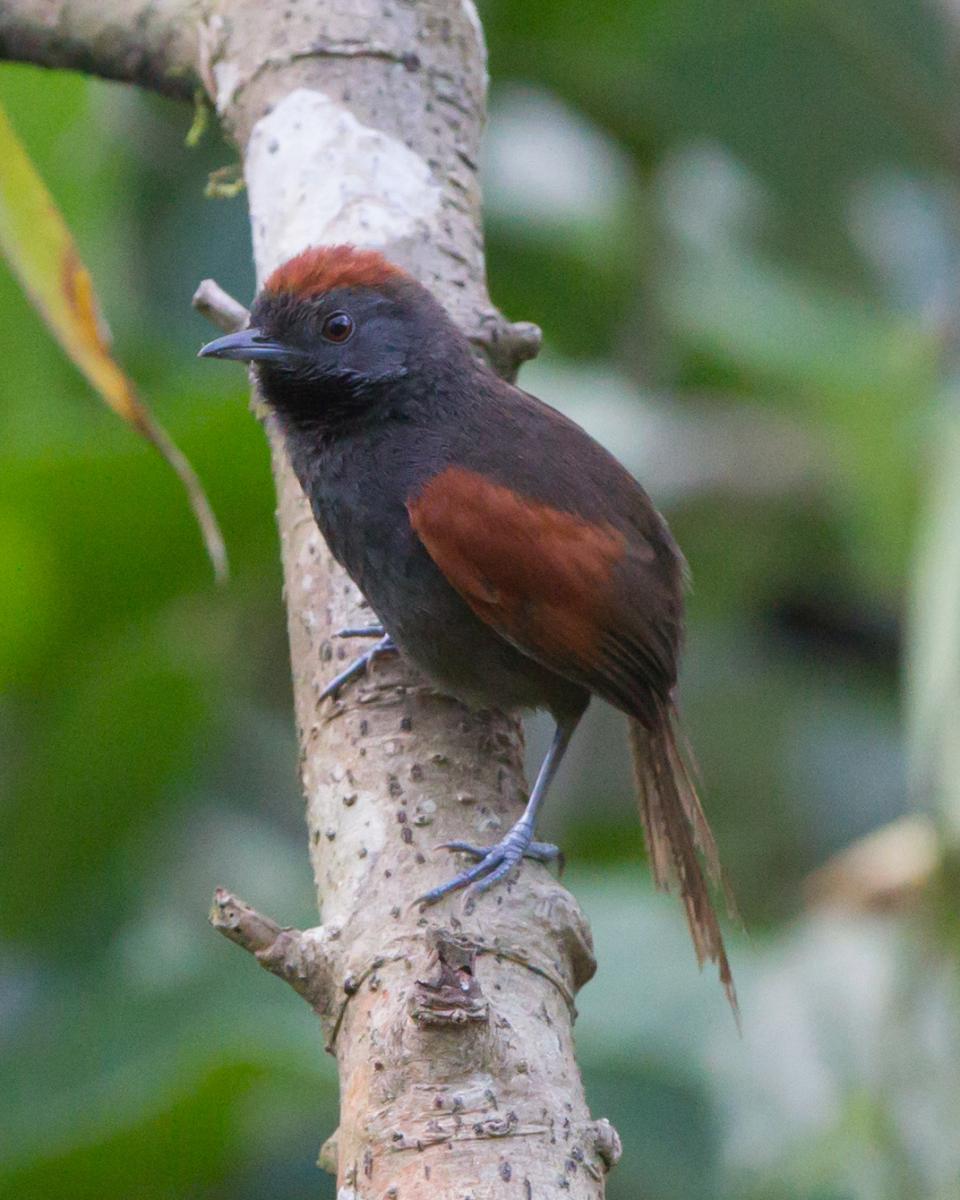 Slaty Spinetail