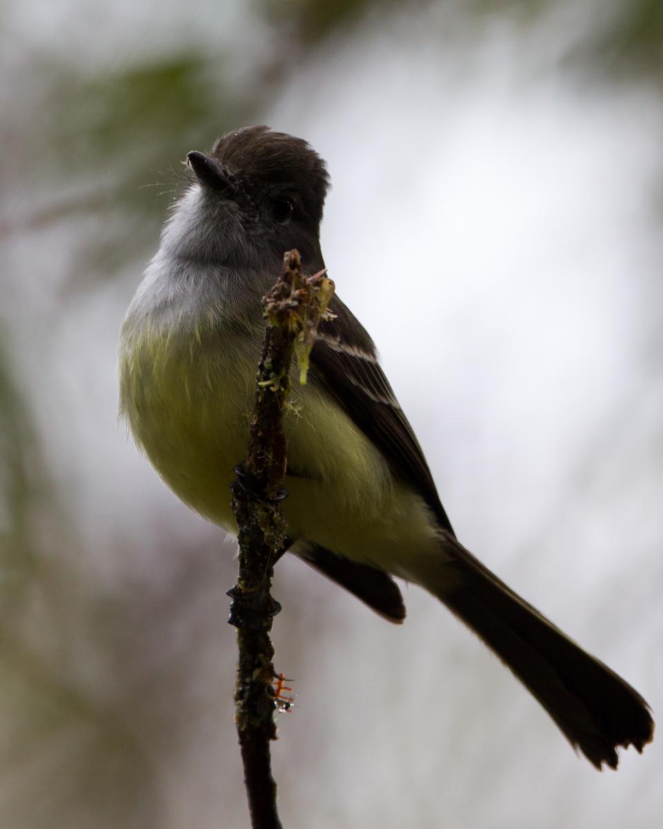 Pale-edged Flycatcher