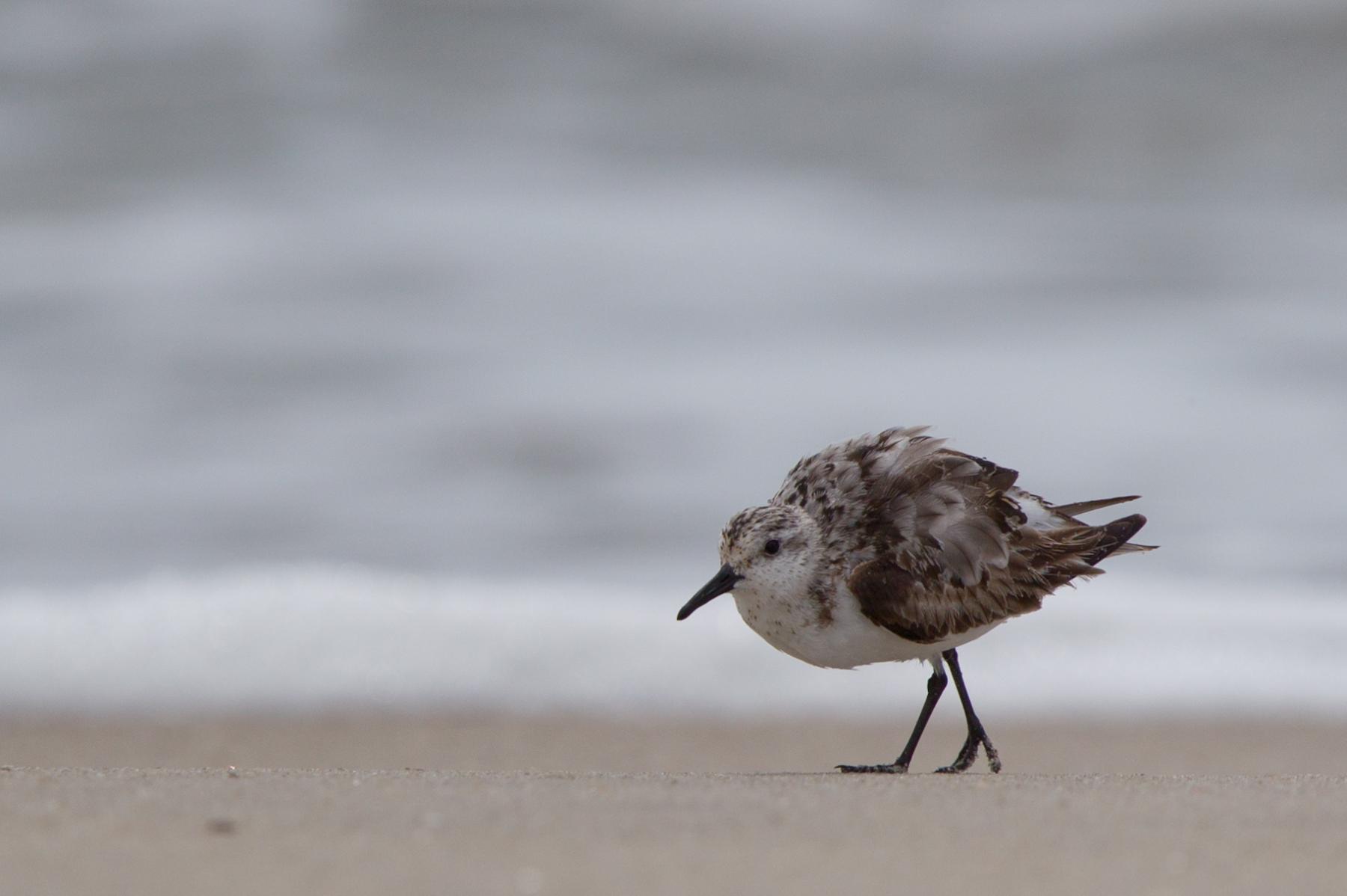 Sanderling