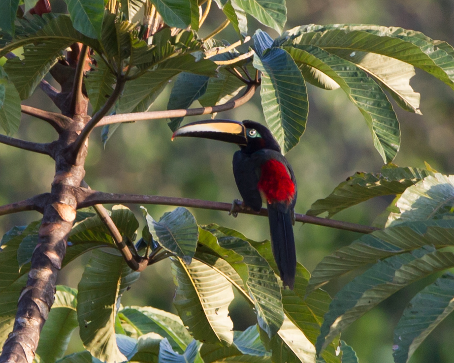 Many-banded Aracari