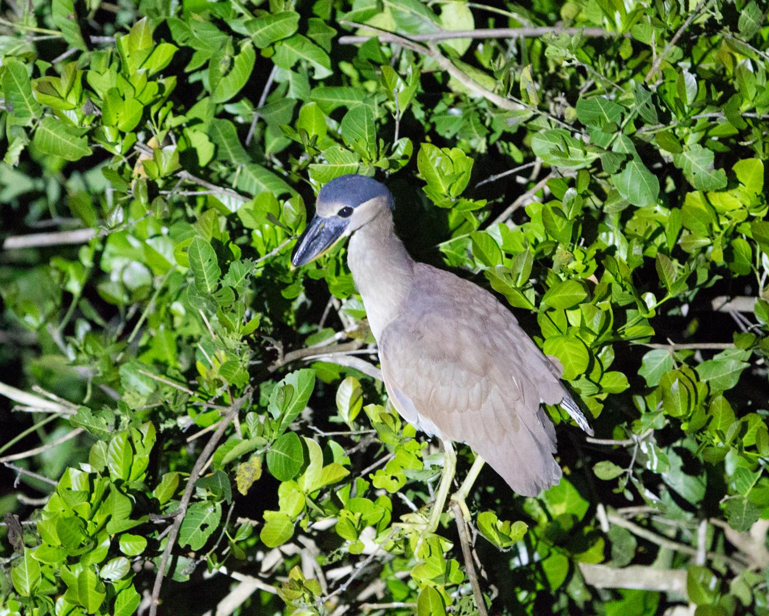 Boat-billed Heron