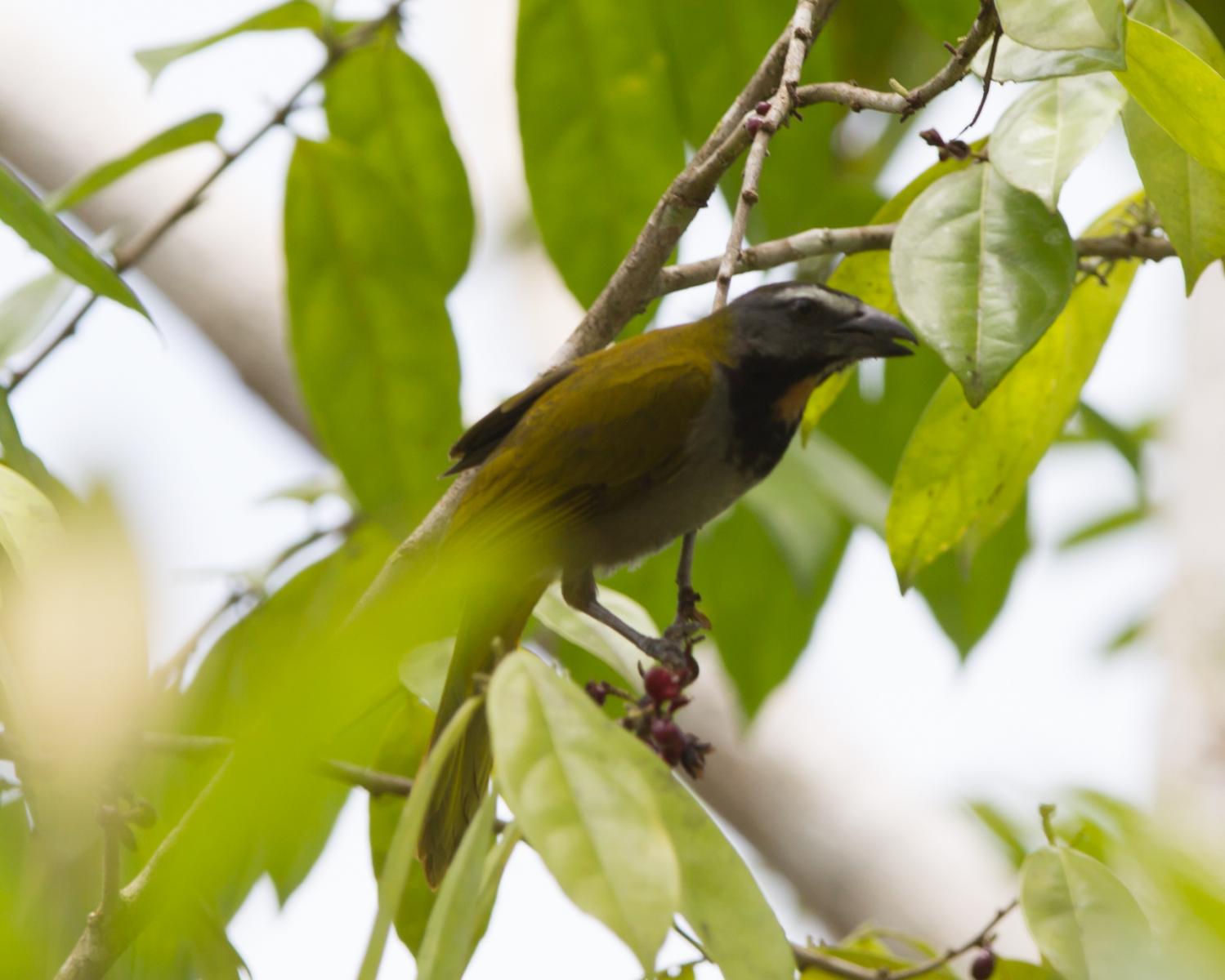 Buff-throated Saltator