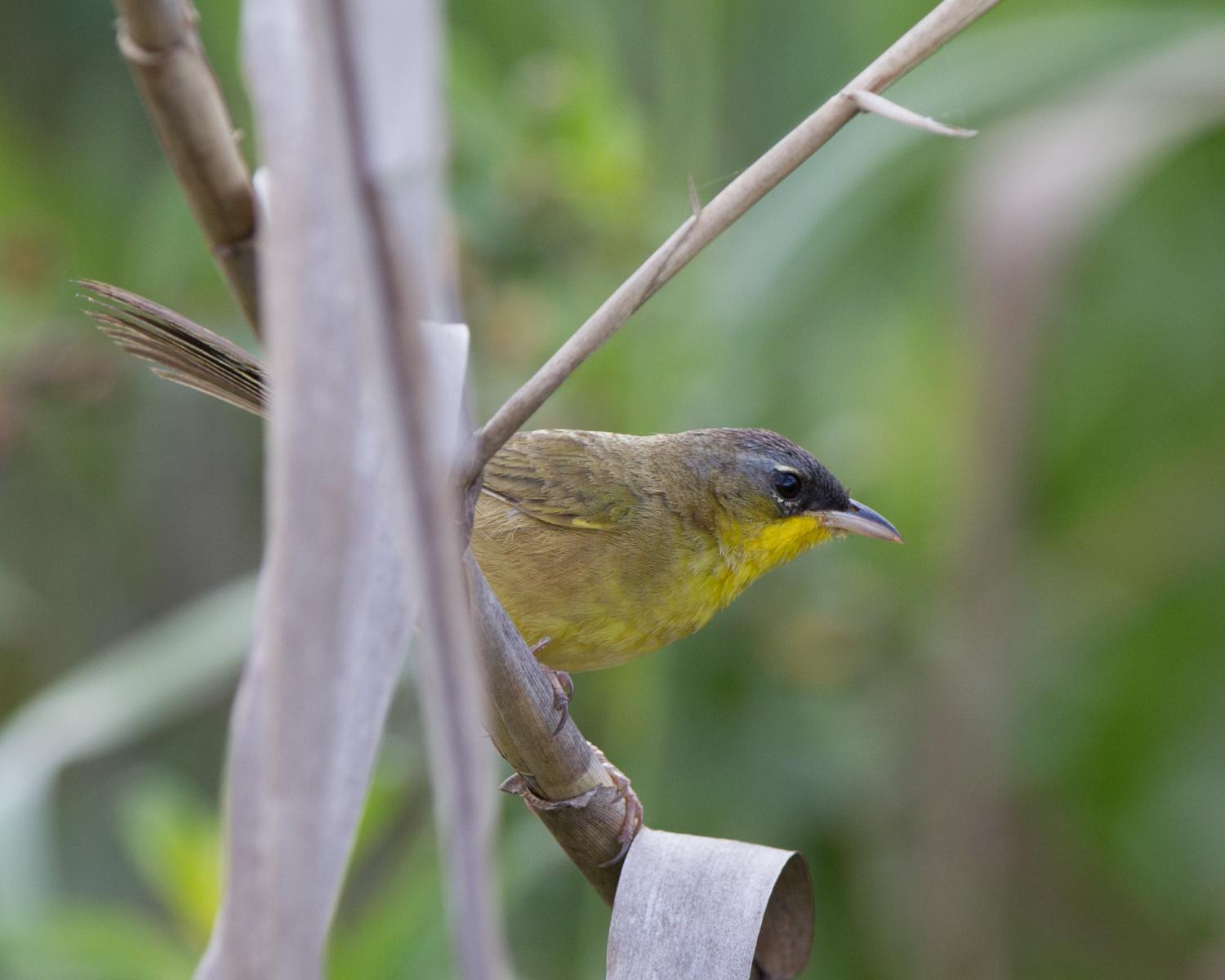 Gray-crowned Yellowthroat
