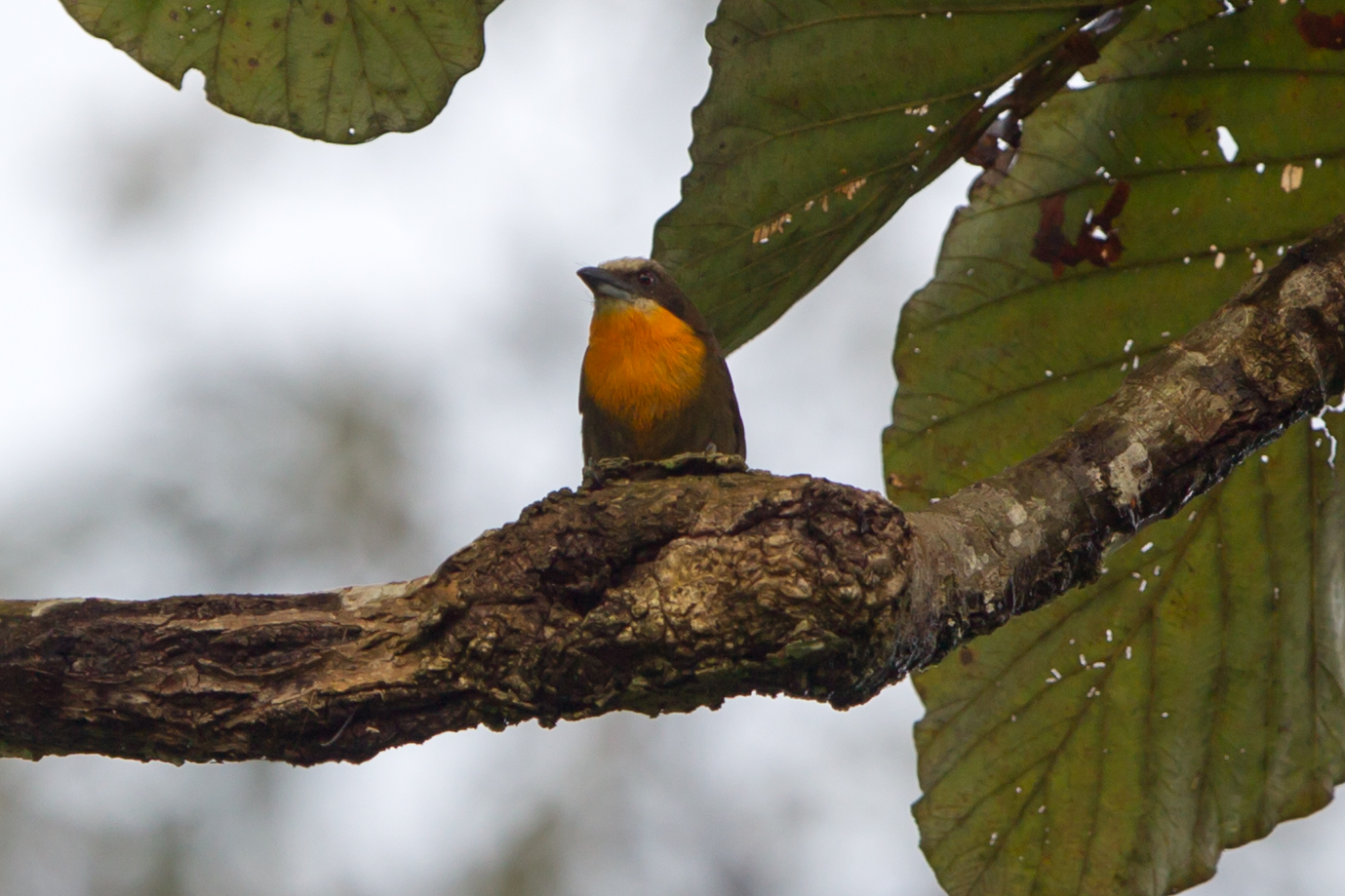 Scarlet-crowned Barbet