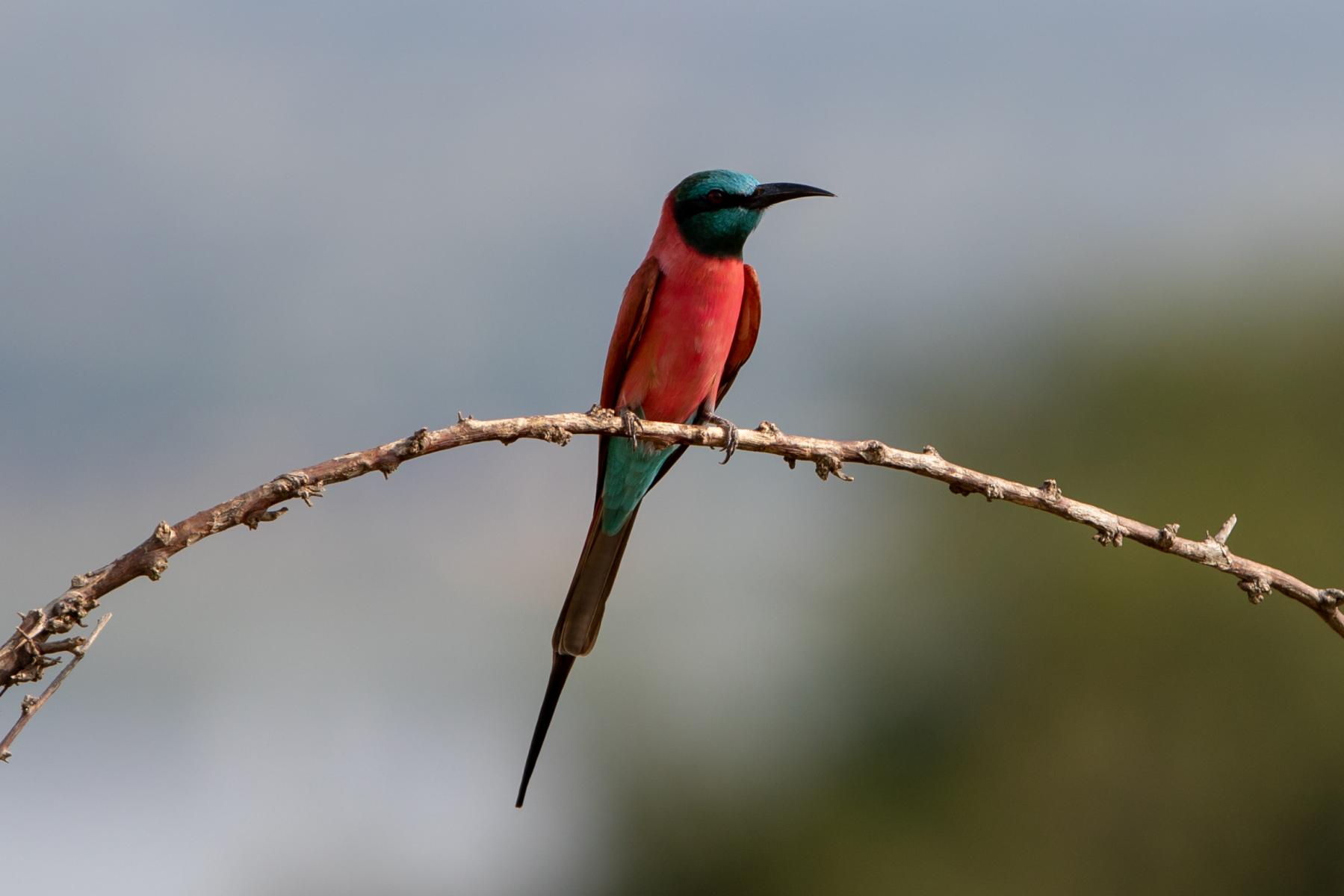 Southern Carmine Bee-eater