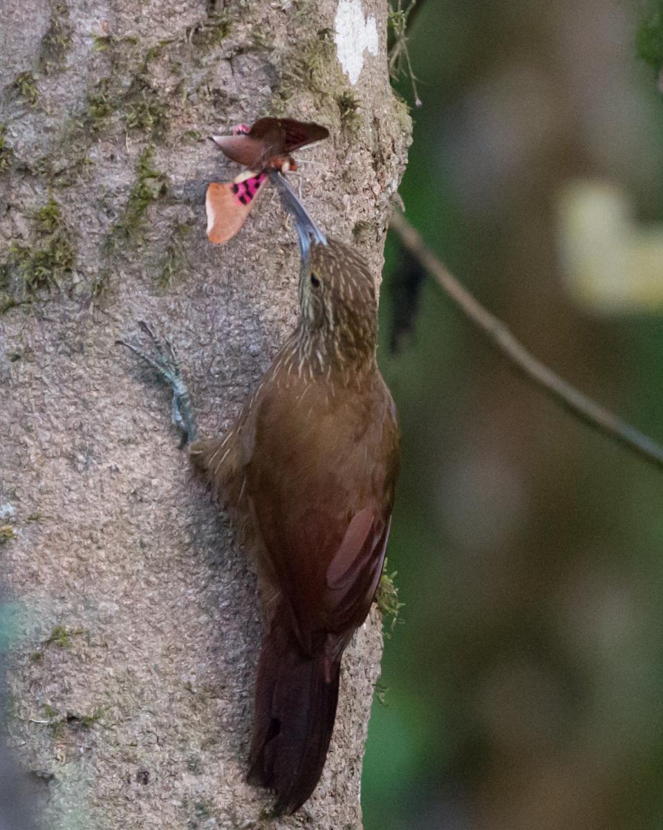 Strong-billed Woodcreeper