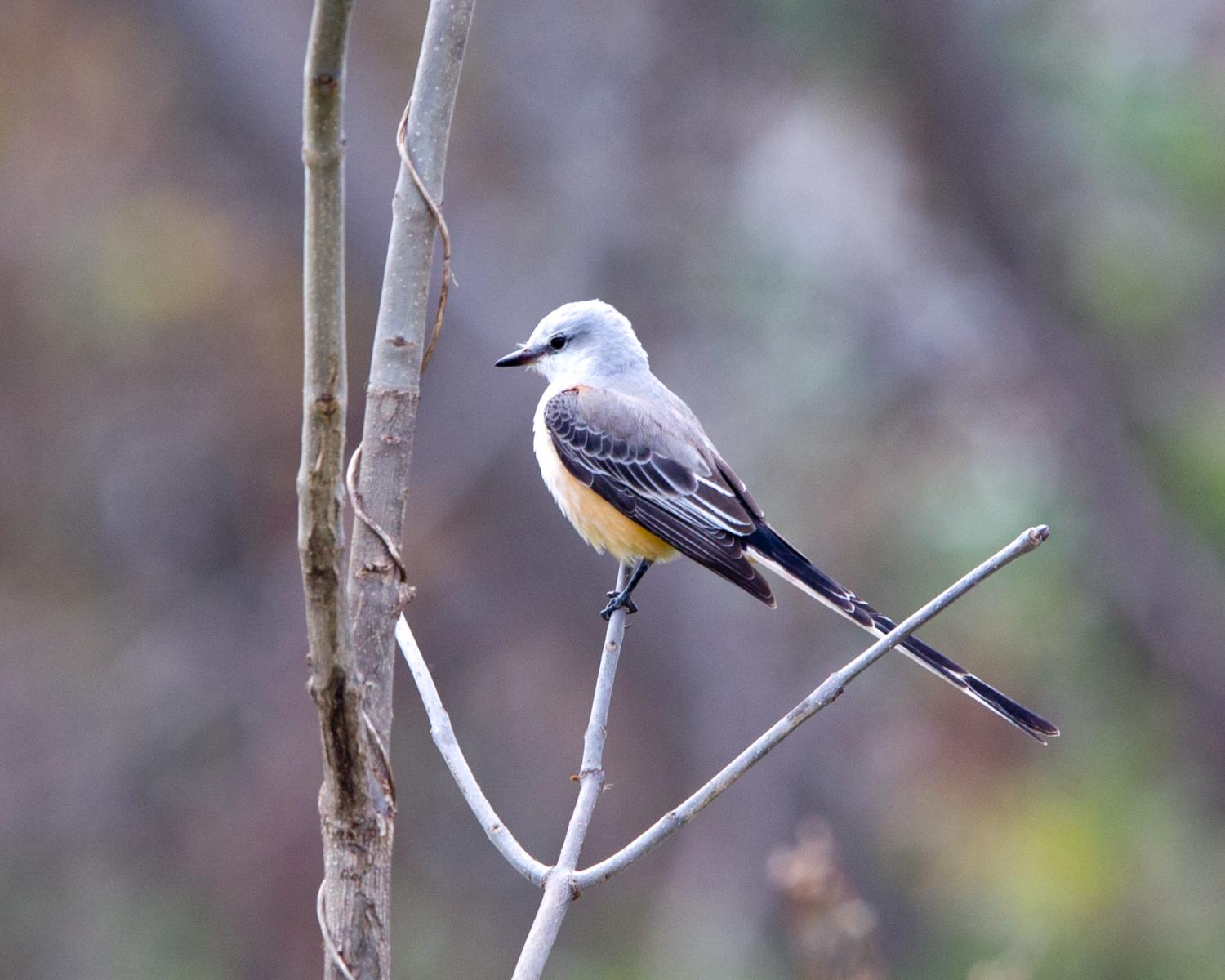 Scissor-tailed Flycatcher