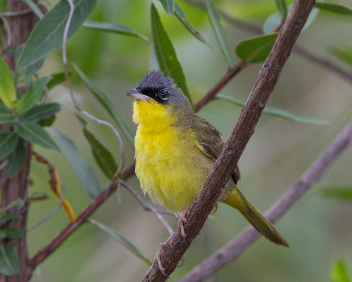 Gray-crowned Yellowthroat