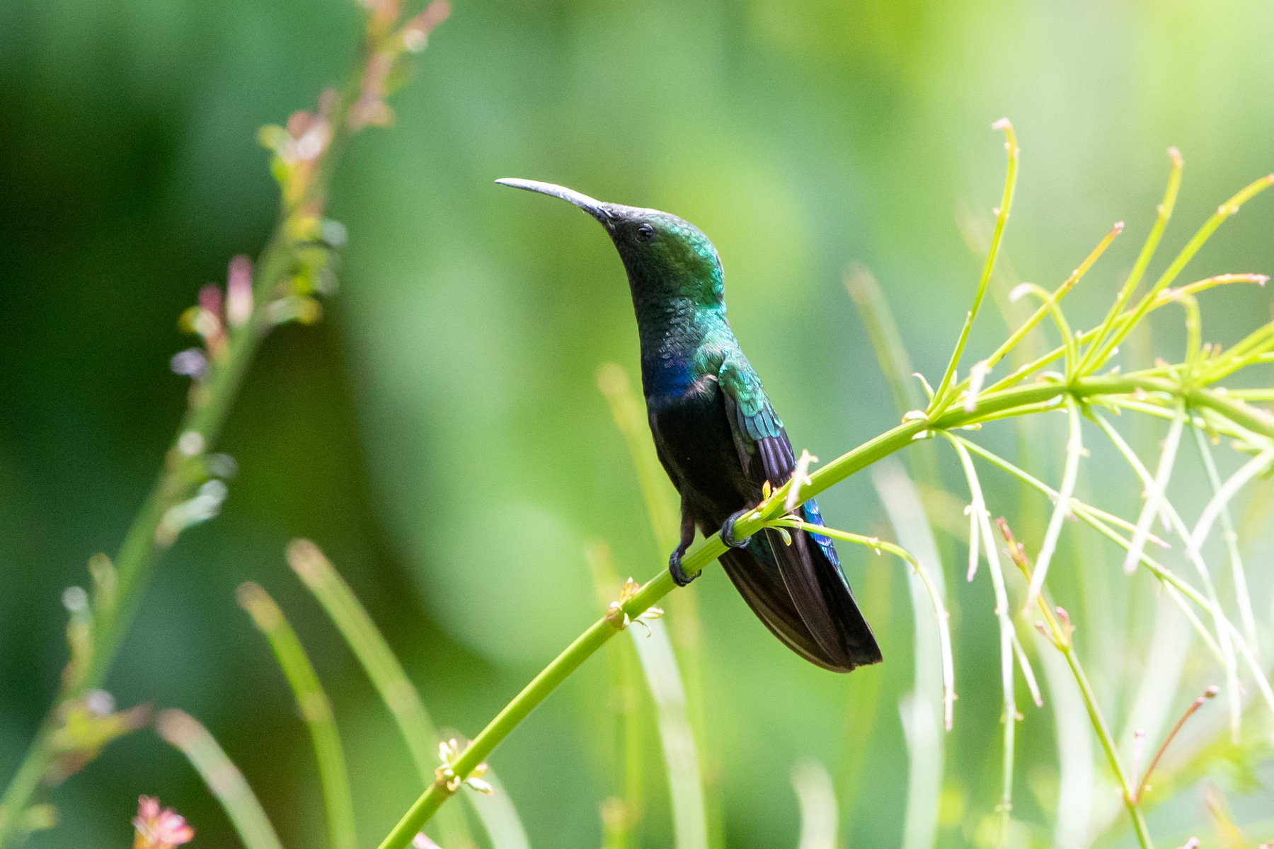 Green-throated Carib