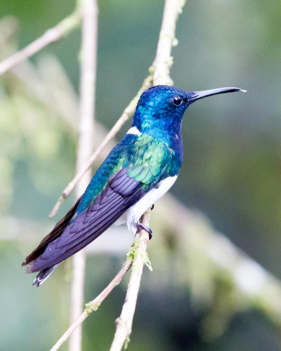 White-necked Jacobin