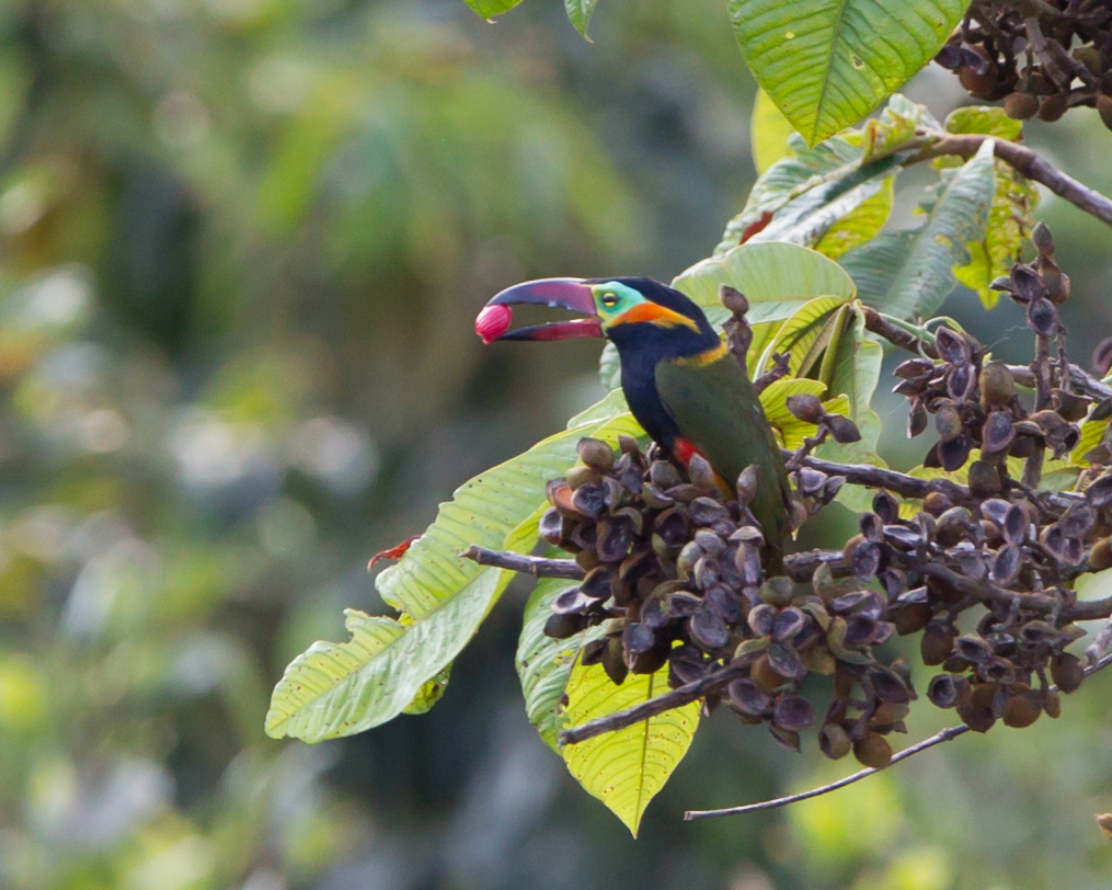 Golden-collared Toucanet