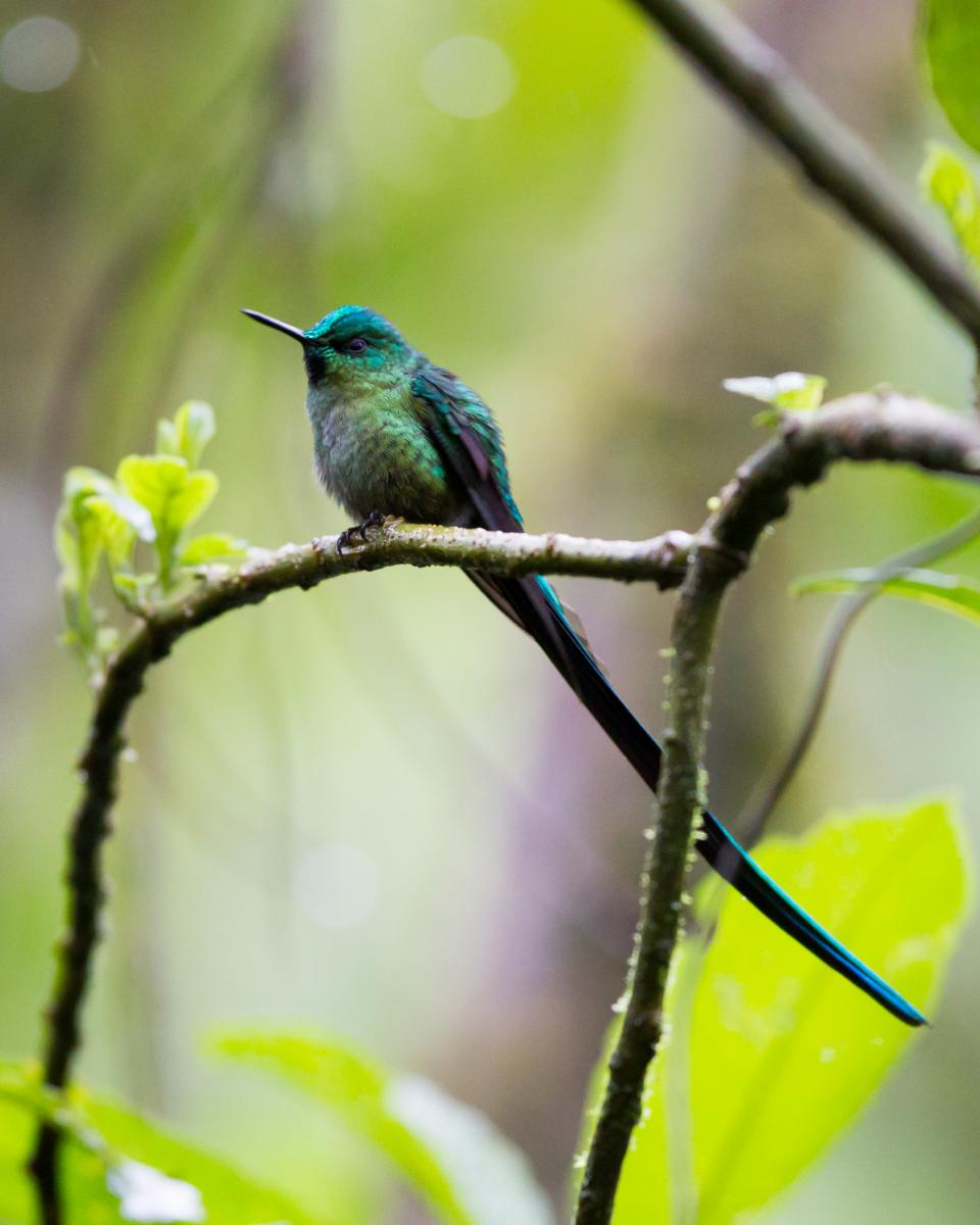 Long-tailed Sylph