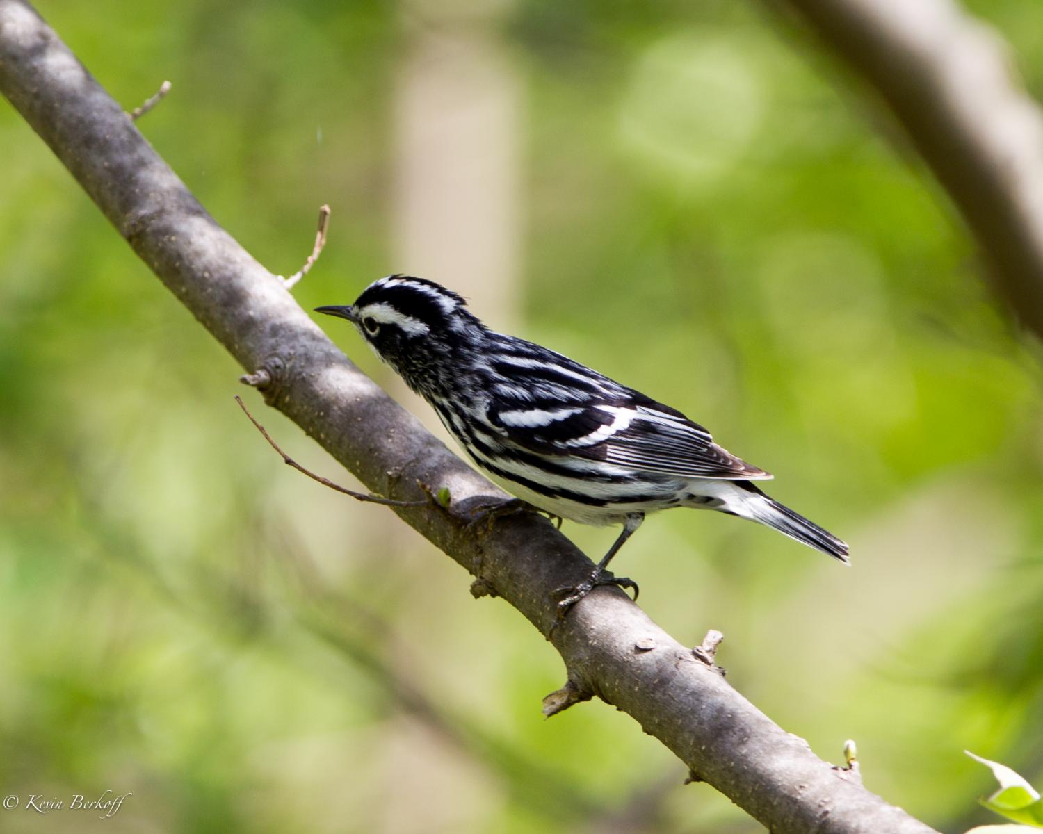 Black and White Warbler