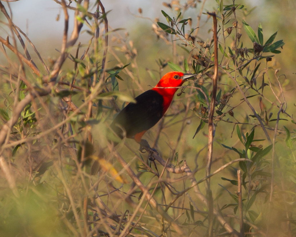 Scarlet-headed Blackbird