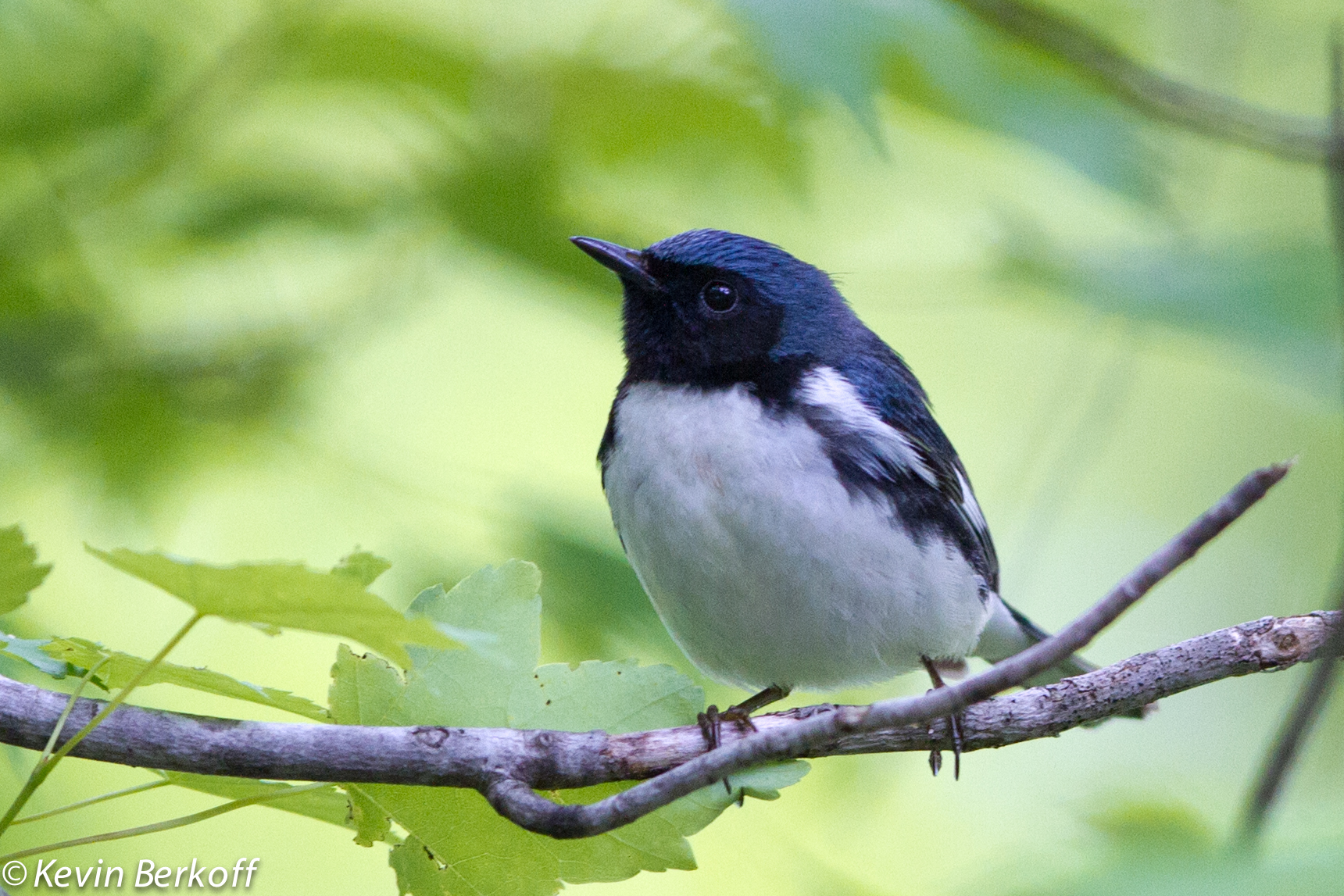 Black-throated Blue Warbler