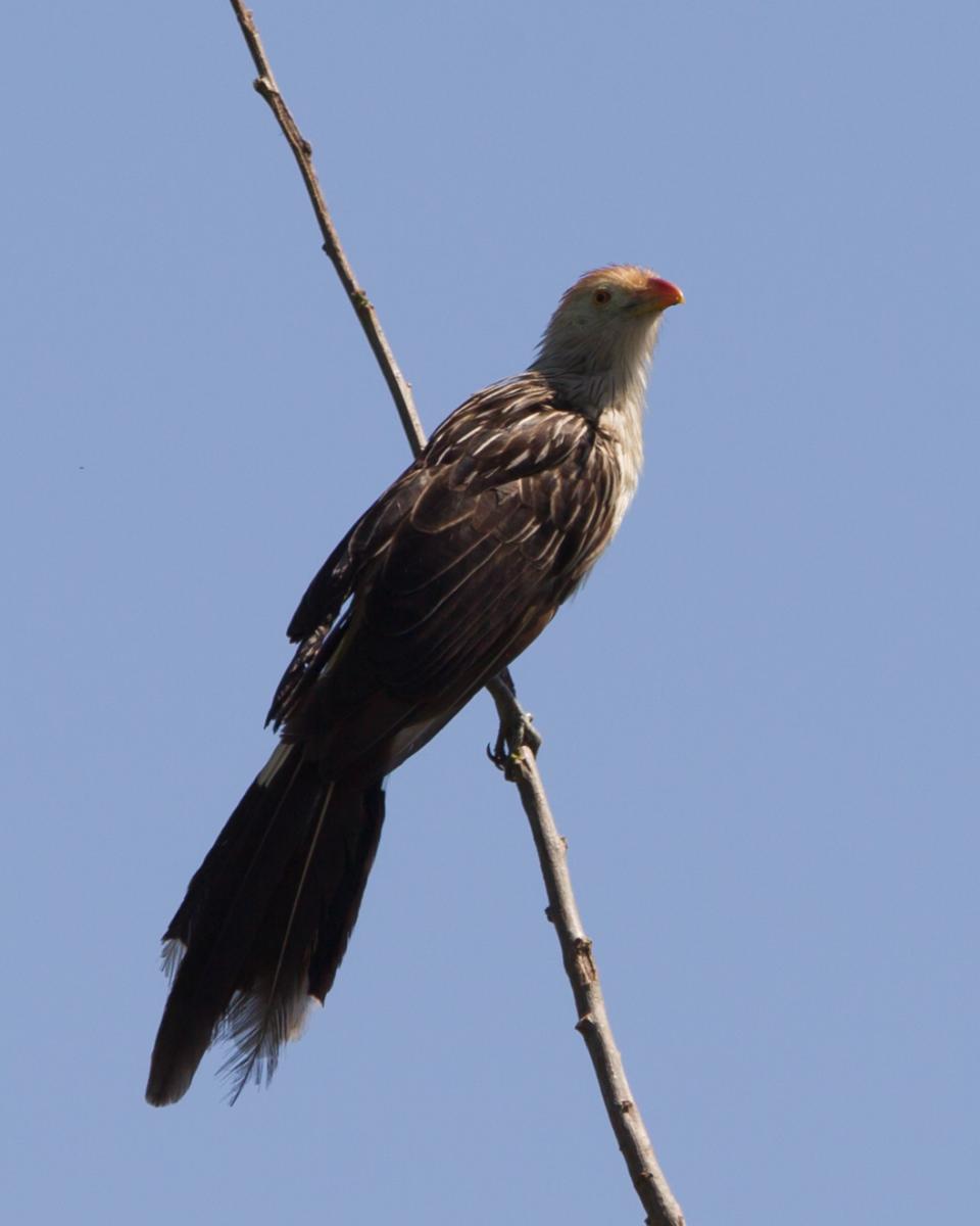 Guira Cuckoo