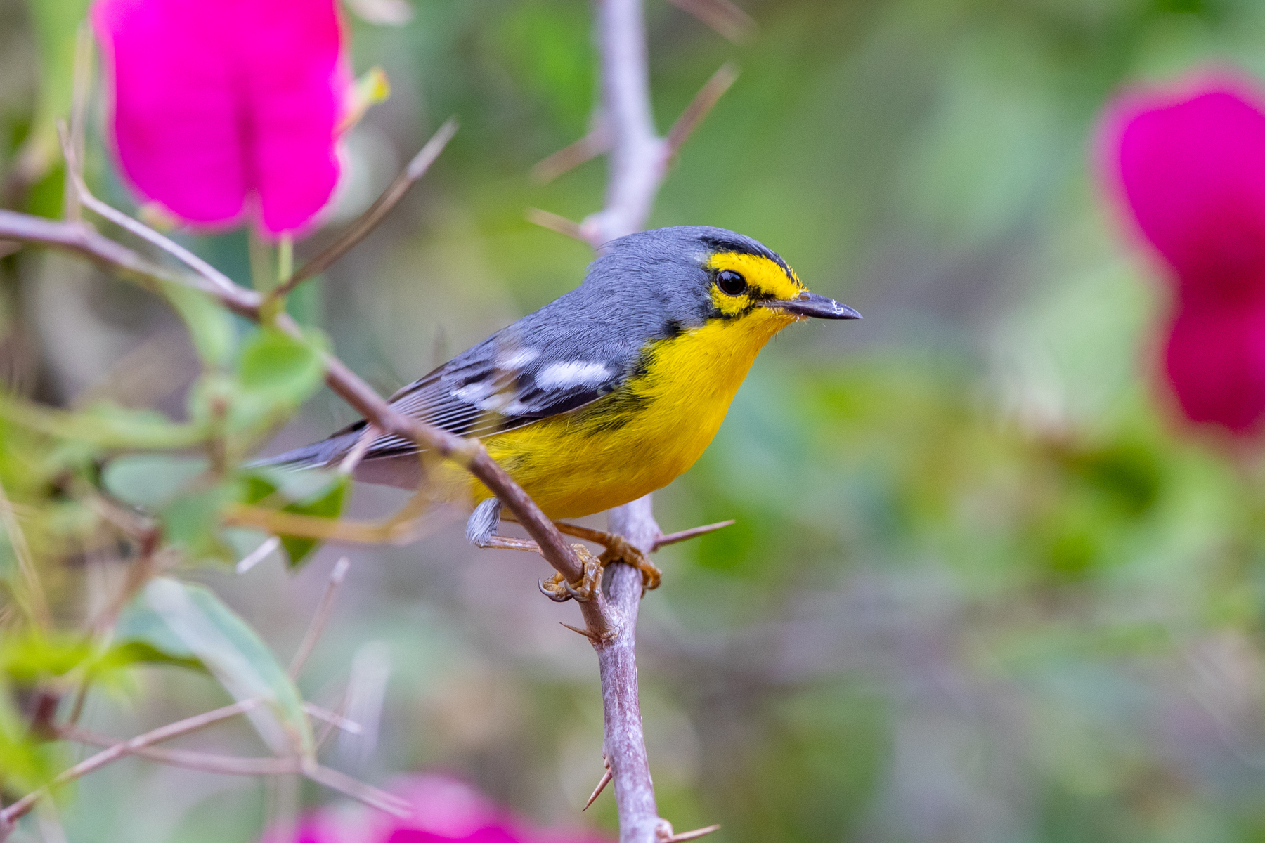 St Lucia Warbler