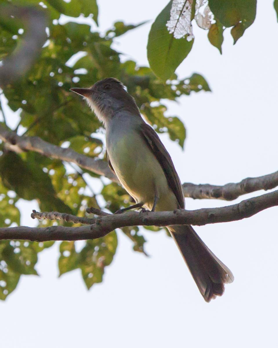 Brown-crested Flycatcher