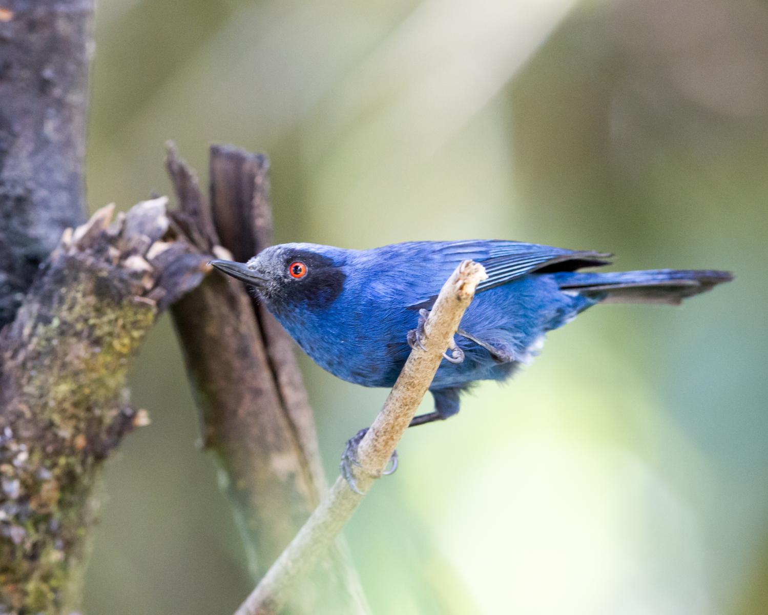 Masked Flowerpiercer