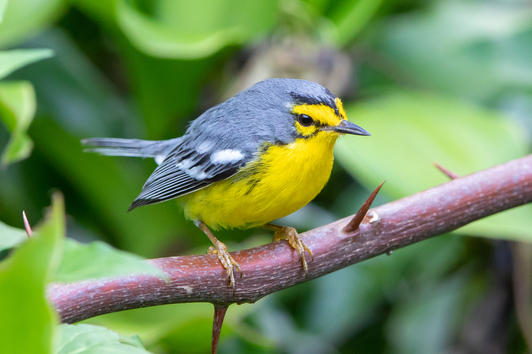 St Lucia Warbler