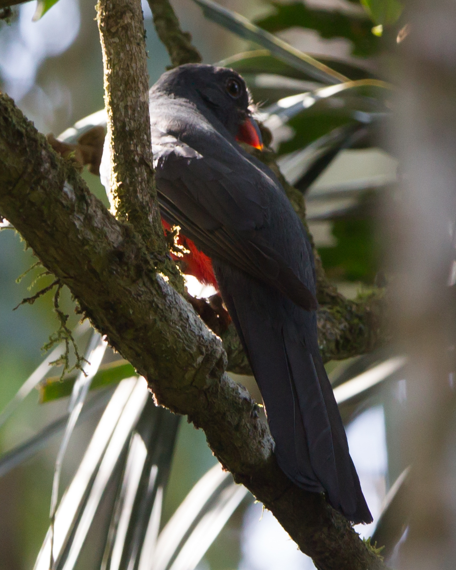 Slaty-tailed Trogon