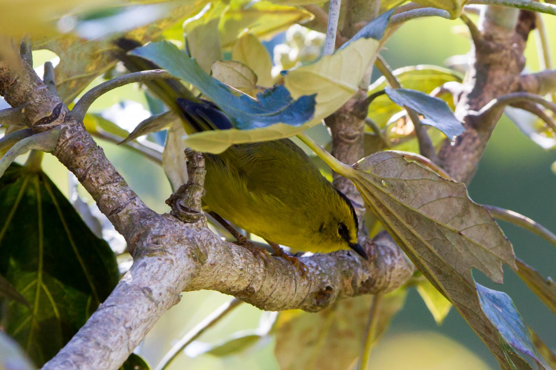 Black-crested Warbler