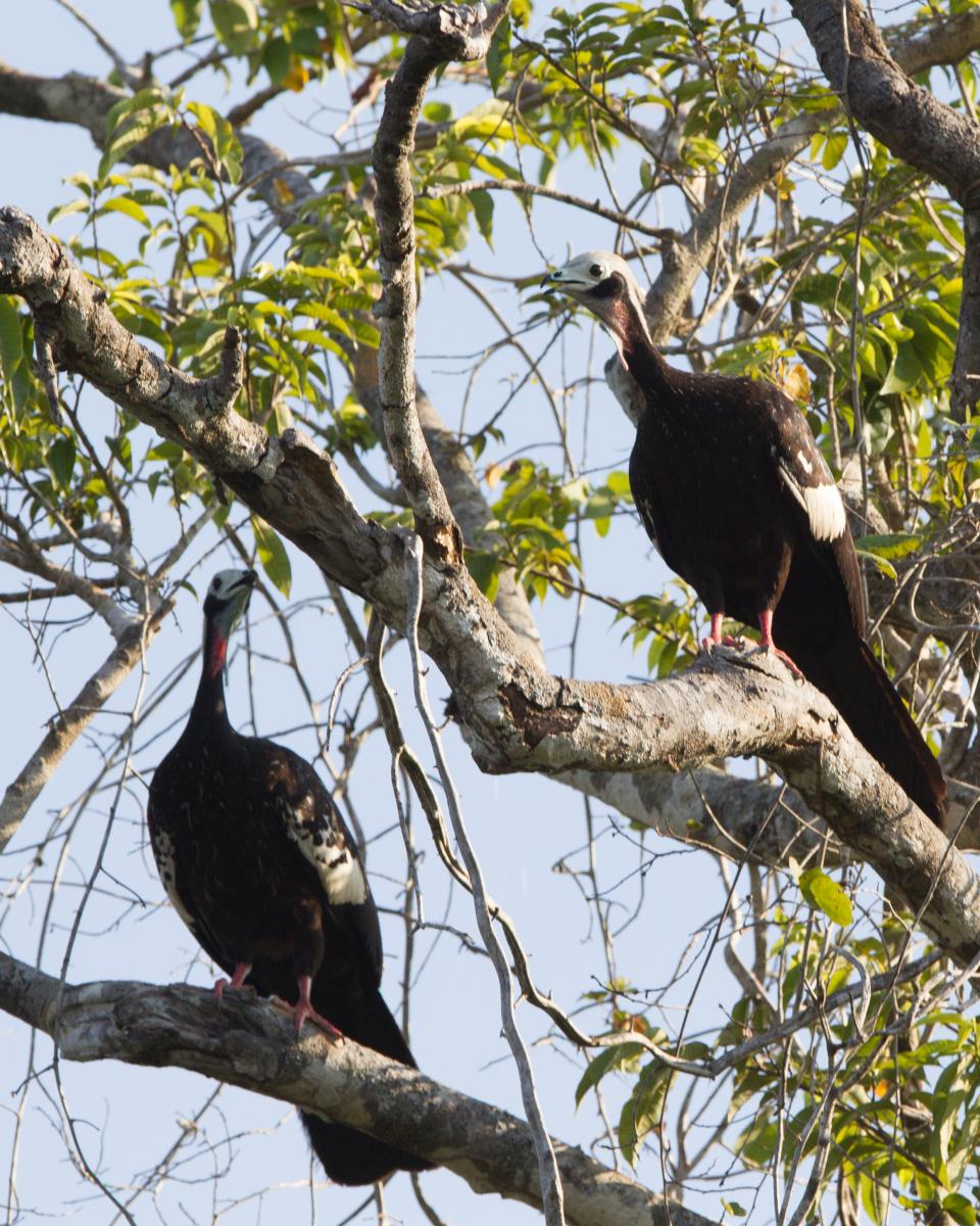 Red-throated Piping Guan