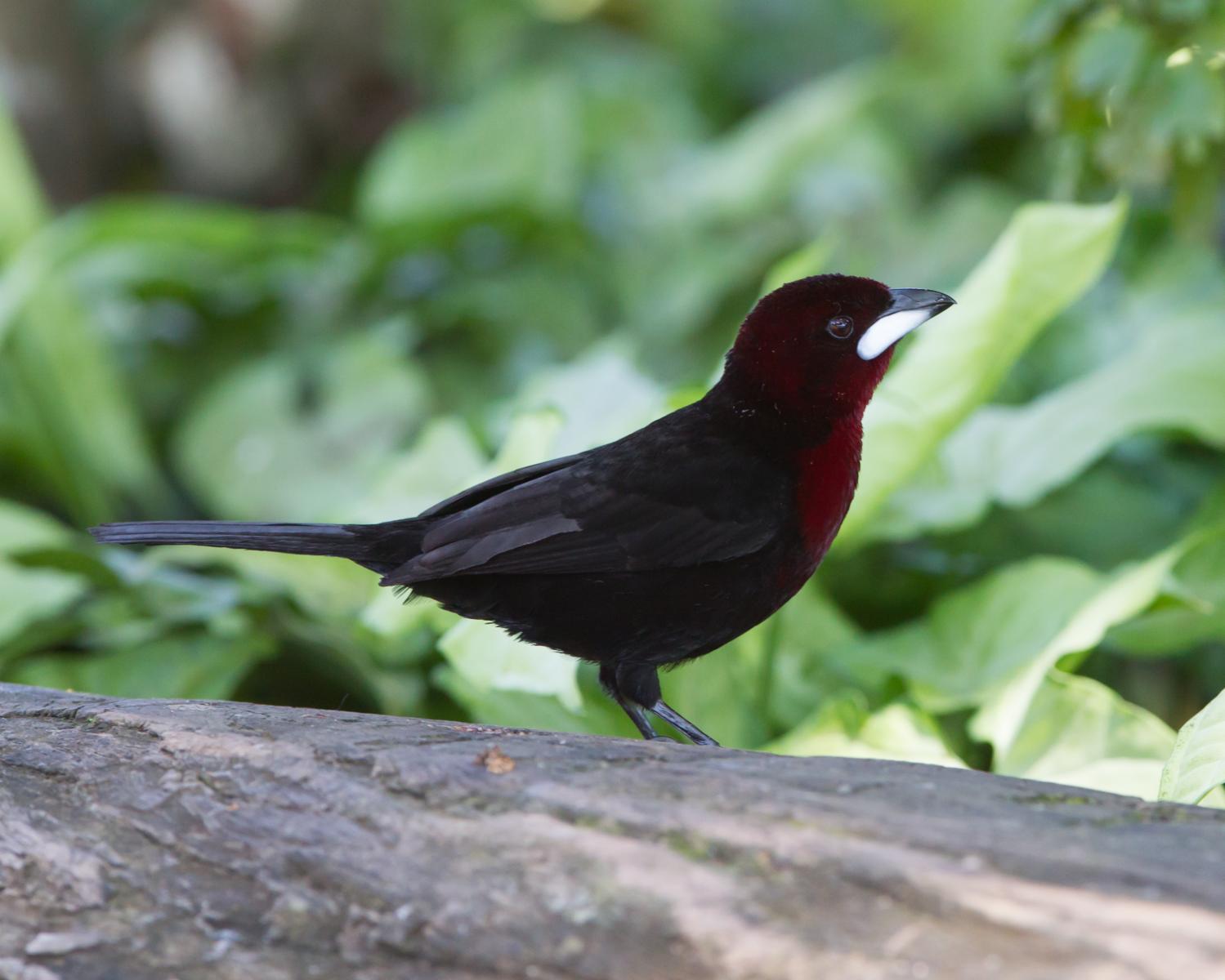 Silver-beaked Spinetail