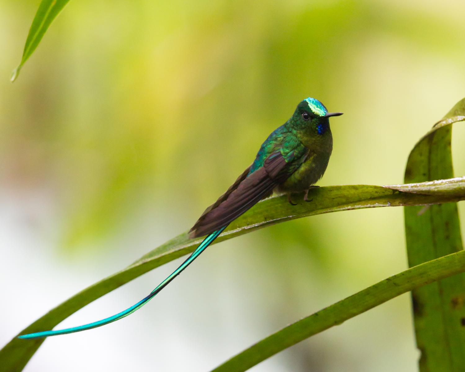 Long-tailed Sylph