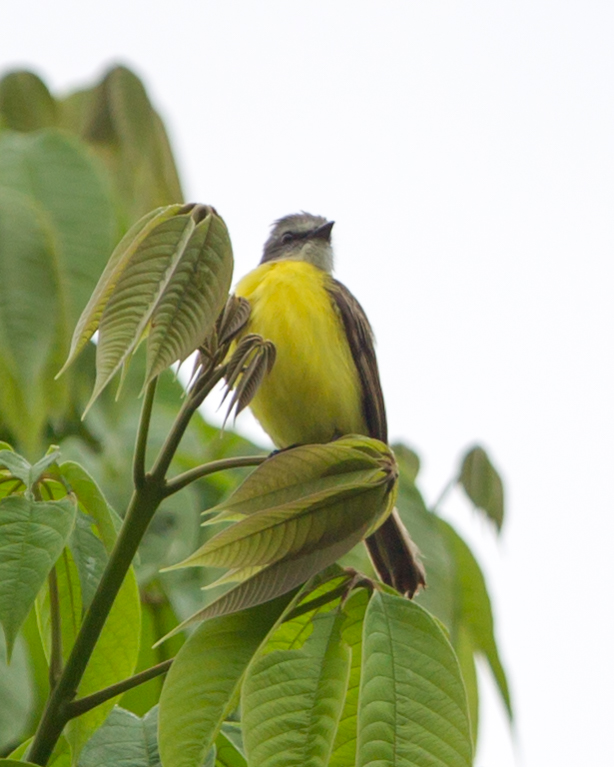 Gray-capped Flycatcher