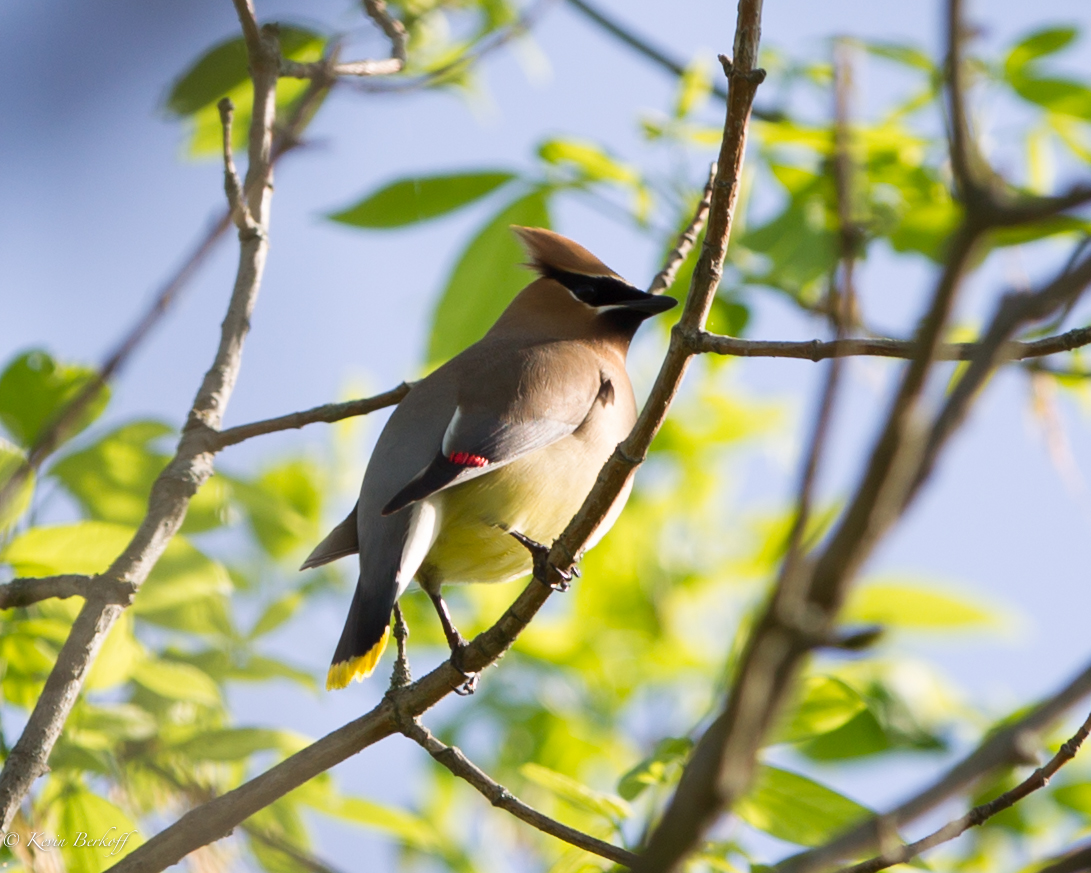 Cedar Waxwing