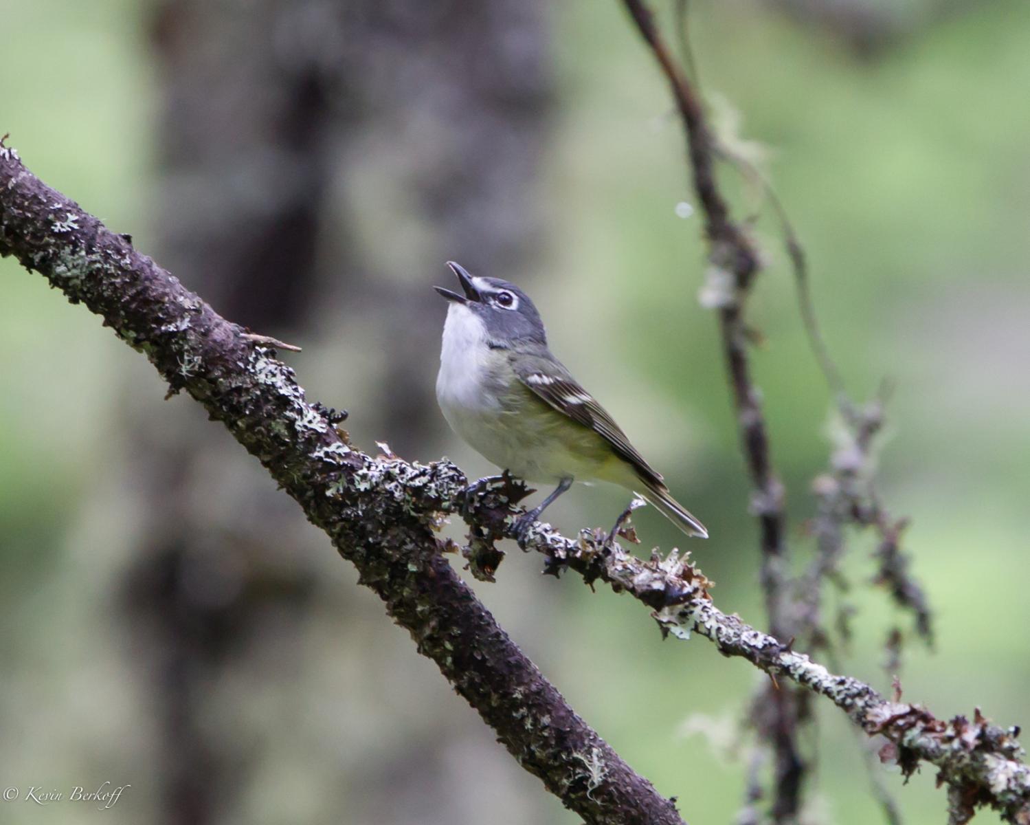 Blue-headed Vireo