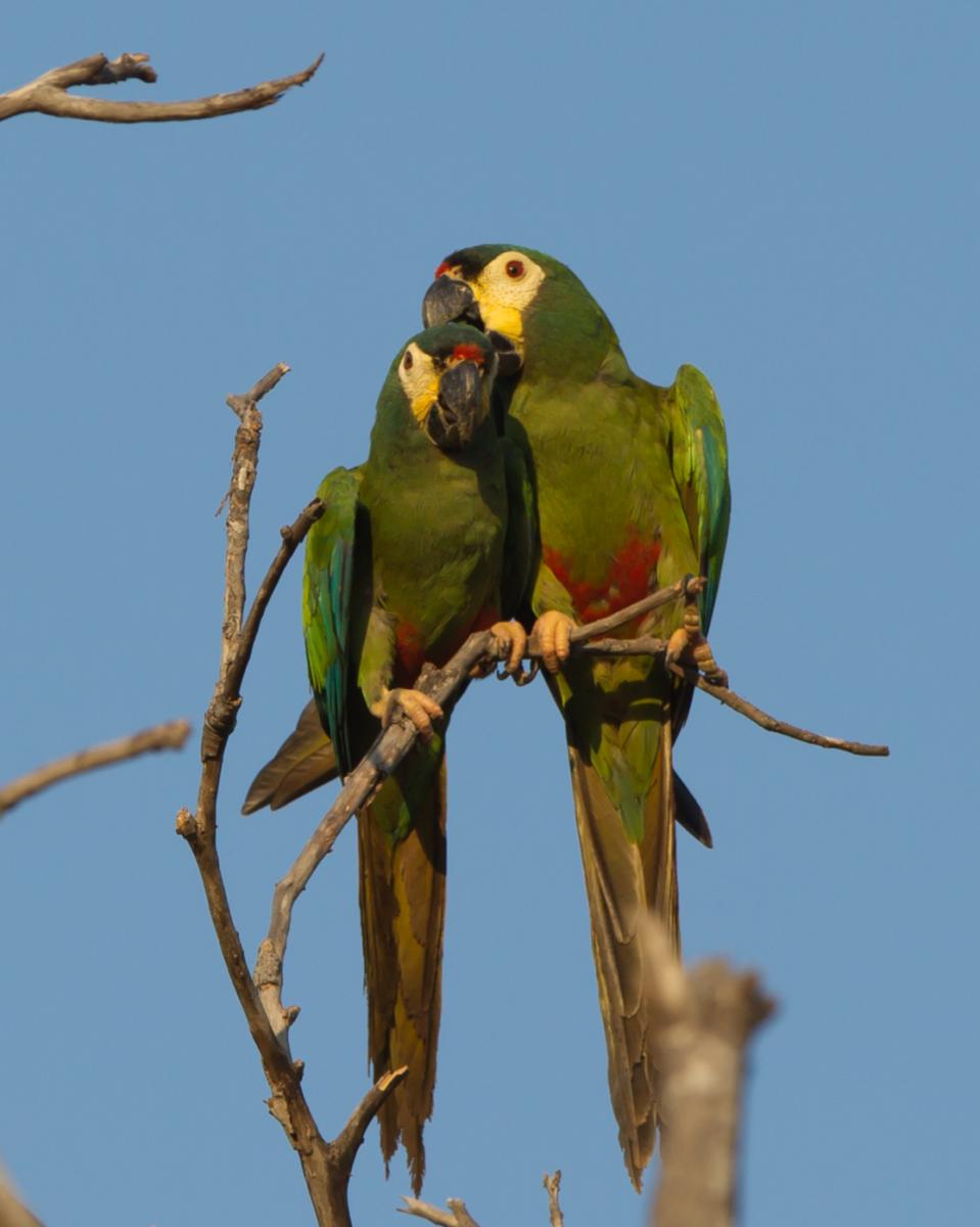 Blue-winged Macaws