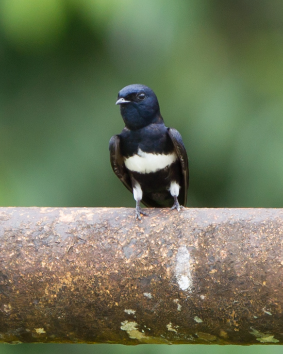 White-banded Swallow