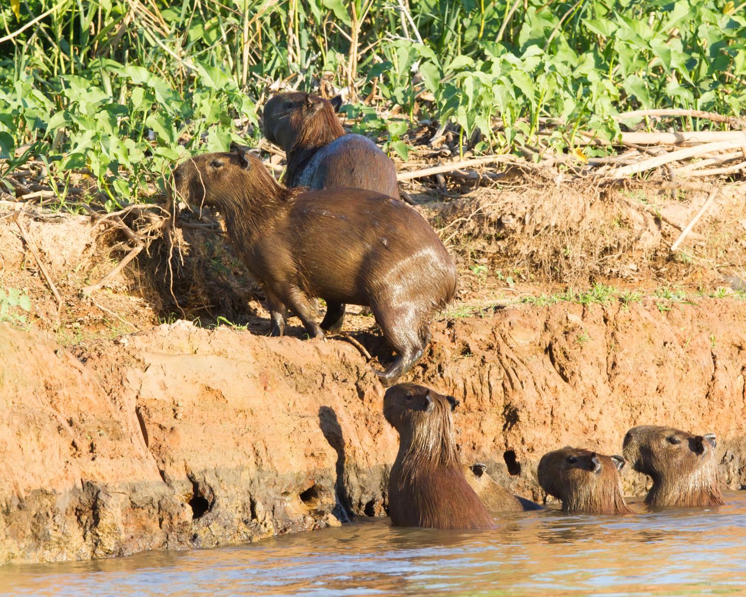 Capybara family
