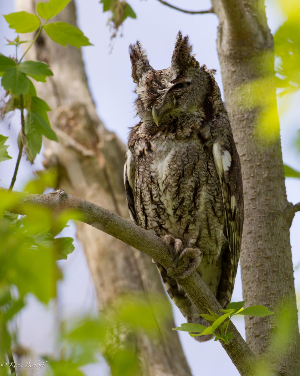 Screech Owl 3