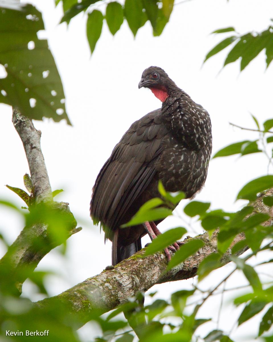 Crested Guan