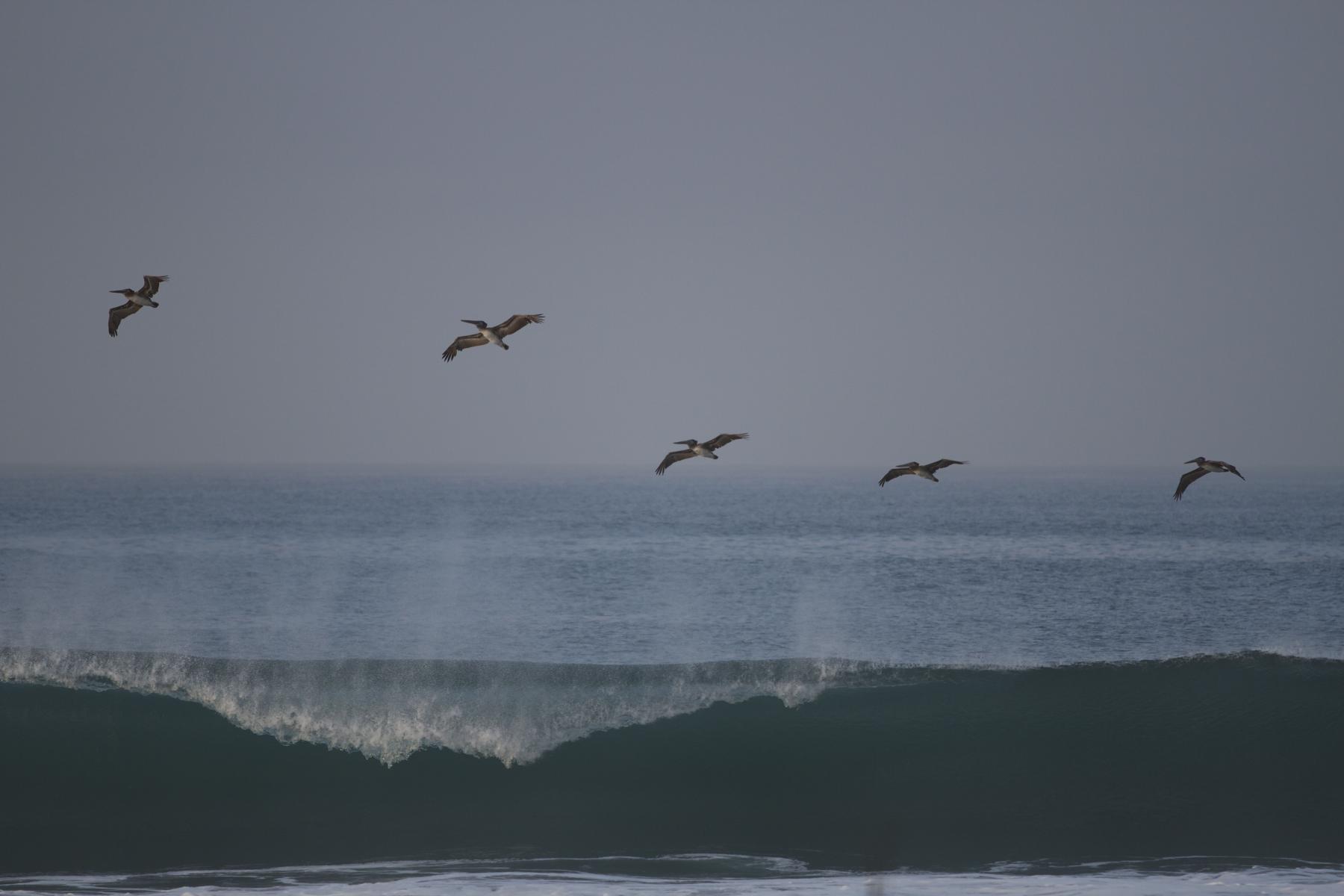 Brown Pelicans