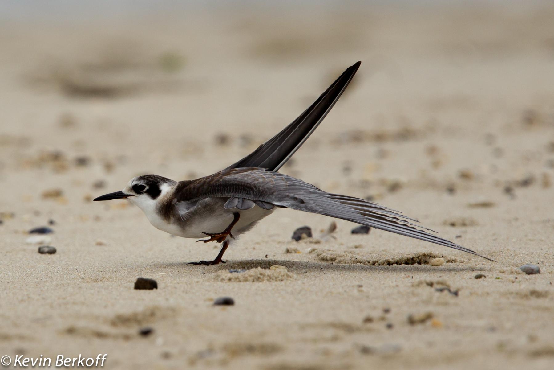 Black Tern
