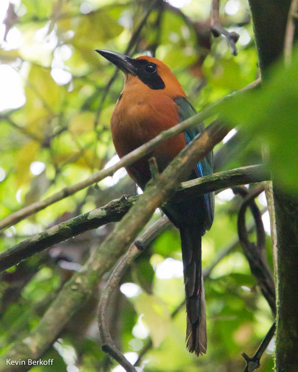 Rufous Motmot